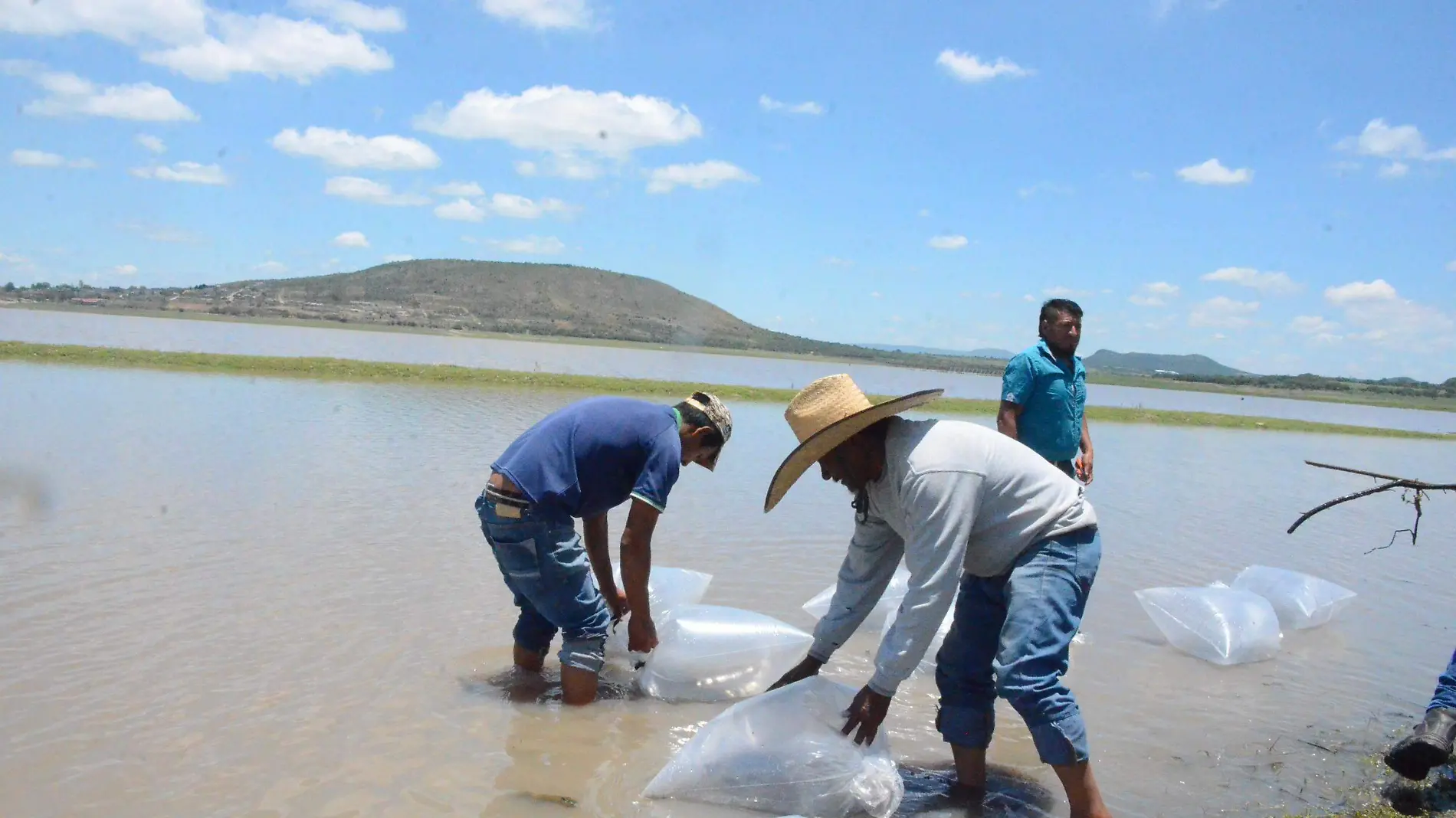 Pescadores realizan repoblamiento de cr_as de peces en la presa Constituci_n de